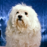 Picture of white mongrel dog