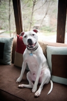 Picture of white pit bull boxer mix smiling on couch