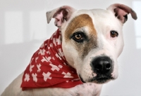Picture of white Staffordshire Bull Terrier with brown patch around his right eye, with swiss scarf around his neck