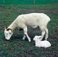 Picture of wiltshire horn ewe with lamb at hele farm devon