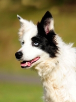 Picture of working sheepdog, farm collie