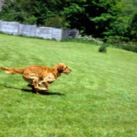 Picture of working type golden retriever running in a field