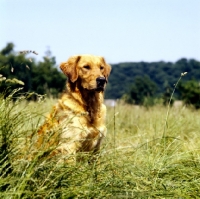 Picture of working type golden retriever from standerwick sitting in long grass 