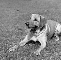 Picture of yellow labrador forequarters in black and white