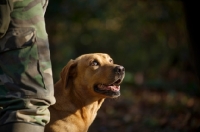 Picture of yellow labrador looking up at owner