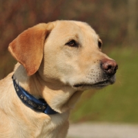 Picture of yellow Labrador Retriever head shot 