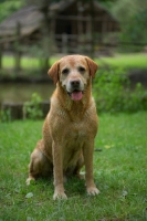 Picture of yellow labrador retriever posing in front of a wooden building