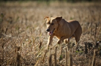 Picture of yellow labrador retriever running in a corn field