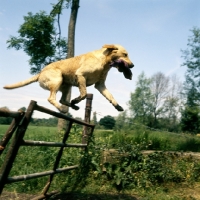 Picture of yellow labrador retrieving dummy, jumping over fence