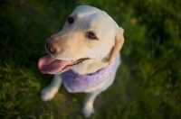 Picture of yellow labrador smiling and wearing a bandana