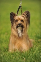 Picture of yorkshire terrier cross papillon