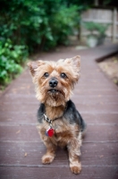 Picture of yorkshire terrier mix sitting