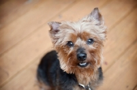 Picture of yorkshire terrier mix smiling