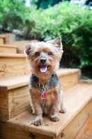 Picture of yorkshire terrier mix standing on stairs