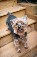 Picture of yorkshire terrier mix standing on stairs