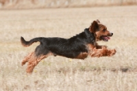 Picture of Yorkshire Terrier x Jack Russell