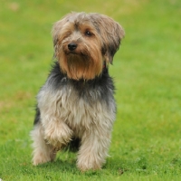 Picture of yorkshire terrier x lhasa crossbreed sat, paw up