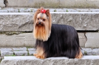 Picture of Yorkshire Terrier