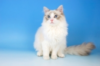 Picture of young blue bi-colour ragdoll cat