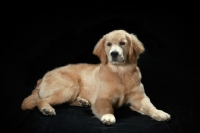 Picture of young Golden Retriever on black background