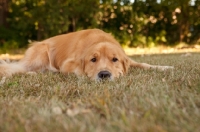 Picture of young Golden Retriever resting on grss