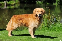 Picture of young Golden Retriever side view