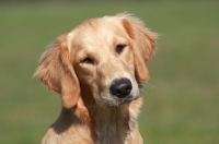 Picture of young Golden Retriever