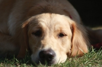 Picture of young Golden Retriever