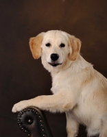 Picture of young Golden Retriever