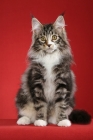 Picture of young Maine Coon