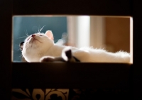 Picture of young non pedigree cat lying on chair